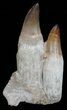 Two Large Rooted Mosasaur Teeth (One A Composite) #55838-1